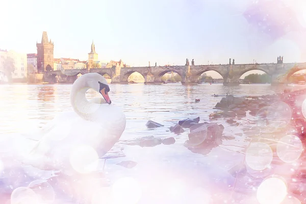 Cisne Branco Praga Margem Rio Charles Bridge República Checa — Fotografia de Stock