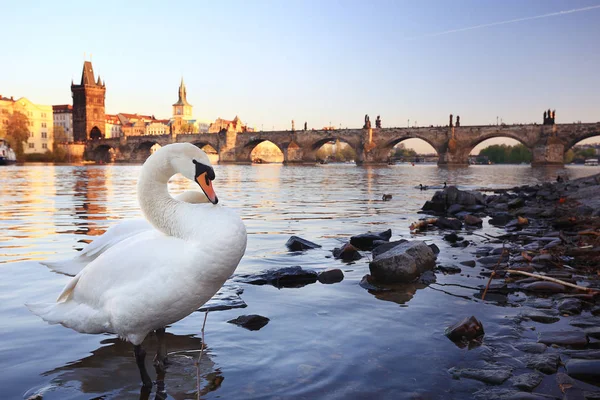 Vit Svan Prag Flodstranden Charles Bridge Tjeckien — Stockfoto