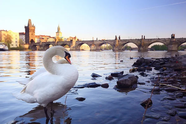 Vit Svan Prag Flodstranden Charles Bridge Tjeckien — Stockfoto