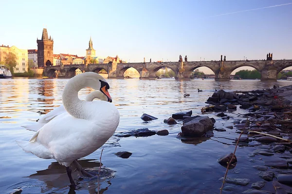 Білий Лебідь Празі Березі Річки Карлового Мосту Чеська Республіка — стокове фото