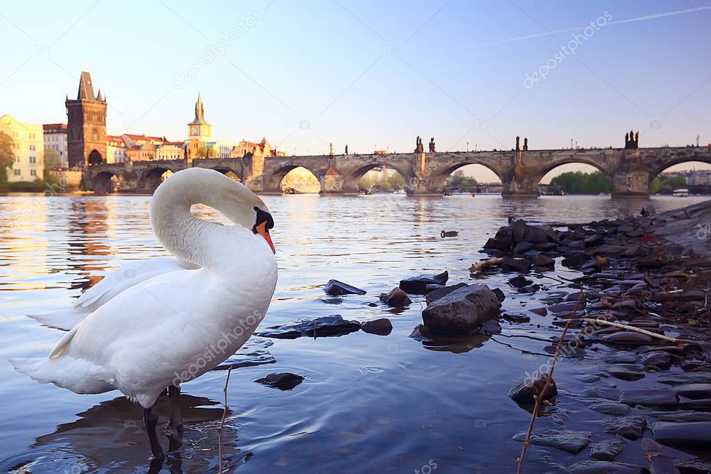 white swan in Prague on river bank , Charles Bridge, Czech Republic