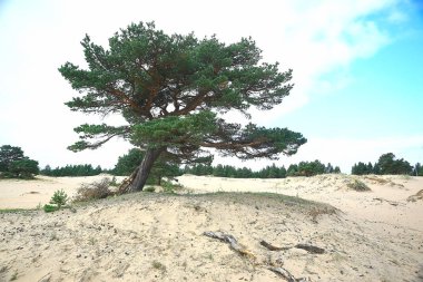 güzel çam ormanı. Tayga, orman, yaz manzara arka plan