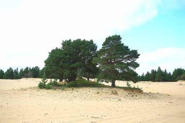 güzel çam ormanı. Tayga, orman, yaz manzara arka plan