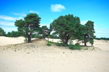 güzel çam ormanı. Tayga, orman, yaz manzara arka plan