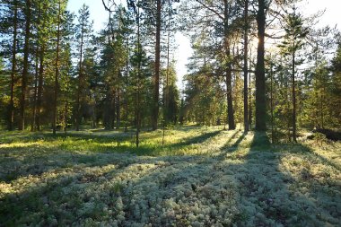 güzel çam ormanı. Tayga, orman, yaz manzara arka plan