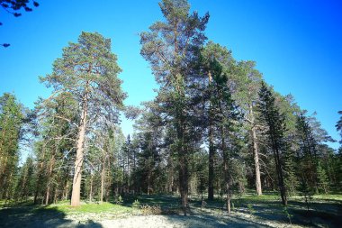 güzel sonbahar orman manzara. Park Orman, ağaç ve yaprak Ekim manzara sarı