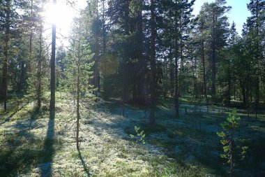 güzel çam ormanı. Tayga, orman, yaz manzara arka plan