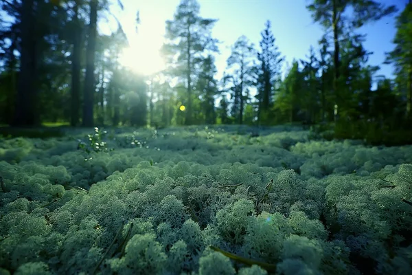 Mooi Dennenbos Taiga Oerwoud Zomer Landschap Achtergrond — Stockfoto