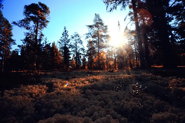 Hermoso Paisaje Del Bosque Otoño Bosque Amarillo Árboles Hojas Octubre —  Fotos de Stock