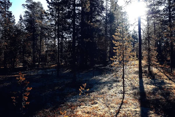 Piękny Jesienny Las Krajobraz Żółty Krajobraz Października Lasu Drzew Liści — Zdjęcie stockowe