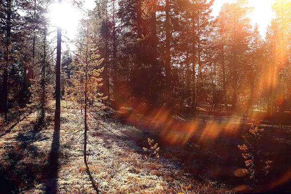 Красивый Осенний Лесной Пейзаж Желтый Лес Деревья Листья Октябрь Пейзаж — стоковое фото