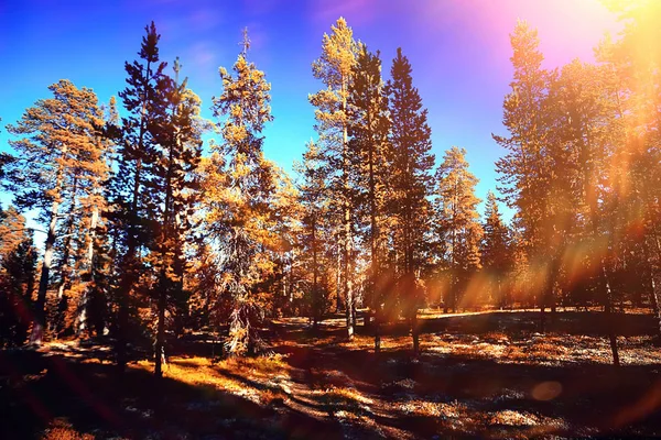 Beautiful Autumn Forest Landscape Yellow Forest Trees Leaves October Landscape — Stock Photo, Image