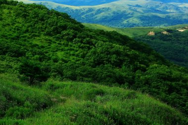 tepeler orman, yaz görünümü ile peyzaj
