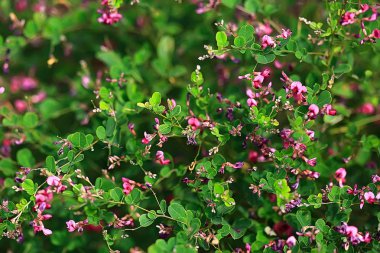 Bahar yeşil arka plan, soyut bulanık doğa güzel resimleri, yeşil sürgünler