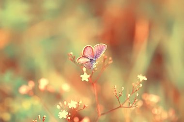 bahar kelebek çiçek arka plan, vintage tonlama arka plan, yaz, kelebek doğa güzel