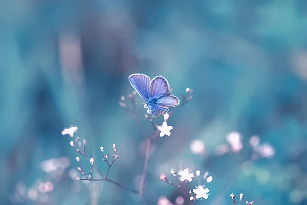 Primavera Mariposa Sobre Fondo Flores Vintage Tonificación Fondo Verano Mariposa — Foto de Stock