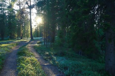 güzel çam ormanı. Tayga, orman, yaz manzara arka plan