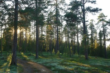 güzel çam ormanı. Tayga, orman, yaz manzara arka plan