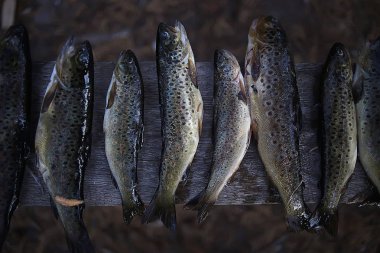 kömüre, ızgara alabalık trek gıda