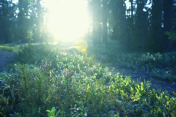 Vacker Tallskog Taiga Urskogen Sommar Landskap Bakgrund — Stockfoto