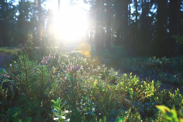 Hermoso Bosque Pinos Taiga Bosque Virgen Paisaje Verano Fondo —  Fotos de Stock