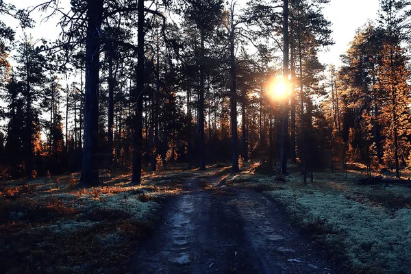 Frumos Peisaj Forestier Toamna Pădure Galbenă Copaci Frunze Peisaj Octombrie — Fotografie, imagine de stoc