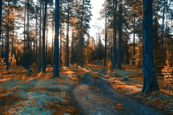 Schöne Herbstliche Waldlandschaft Gelber Wald Bäume Und Blätter Oktober Landschaft — Stockfoto