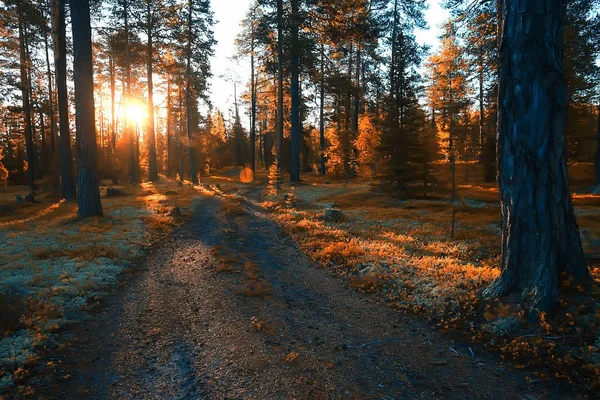 Schöne Herbstliche Waldlandschaft Gelber Wald Bäume Und Blätter Oktober Landschaft — Stockfoto