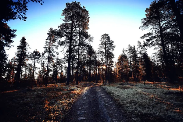 Vackra Höst Skogslandskapet Gula Skog Träd Och Blad Oktober Landskap — Stockfoto