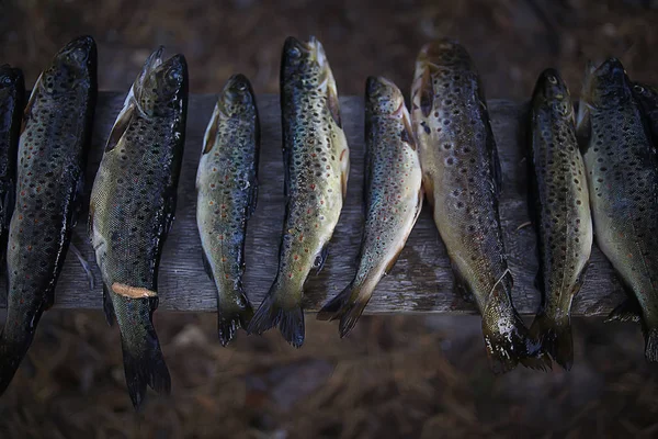 Forel Wordt Gegrild Houtskool Trek Eten — Stockfoto