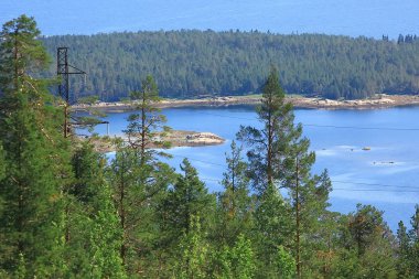 güzel çam ormanı. Tayga, orman, yaz manzara arka plan