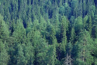 Tayga, Rusya'da iğne yapraklı orman havadan görünümü
