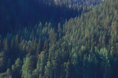 güzel sonbahar orman manzara. Park Orman, ağaç ve yaprak Ekim manzara sarı