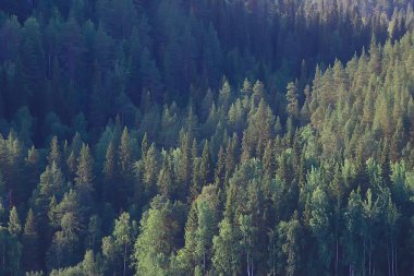 Tayga, Rusya'da iğne yapraklı orman havadan görünümü