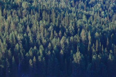 Tayga, Rusya'da iğne yapraklı orman havadan görünümü