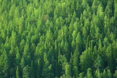 Tayga, Rusya'da iğne yapraklı orman havadan görünümü