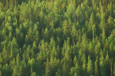 Tayga, Rusya'da iğne yapraklı orman havadan görünümü