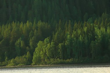 Tayga, Rusya'da iğne yapraklı orman havadan görünümü