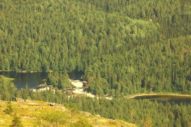 Tayga, Rusya'da iğne yapraklı orman havadan görünümü
