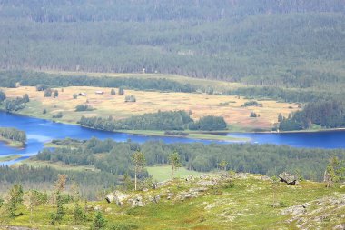 muhteşem yaz tundra manzara, yeşil yosun, ekosistem