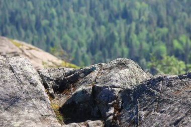 güzel çam ormanı. Tayga, orman, yaz manzara arka plan