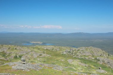muhteşem yaz tundra manzara, yeşil yosun, ekosistem
