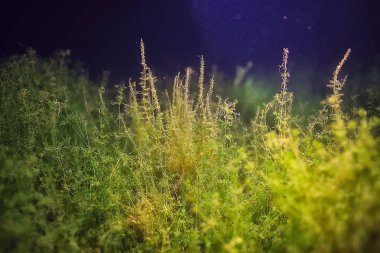 yosun okyanus sualtı fotoğraf / peyzaj ekosistem okyanusun, yeşil algler su altında
