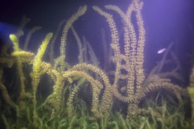 yosun okyanus sualtı fotoğraf / peyzaj ekosistem okyanusun, yeşil algler su altında