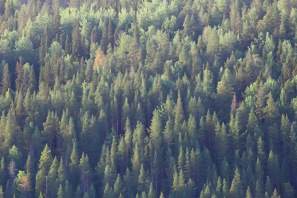 Letecký Pohled Jehličnatých Lesů Tajgy Rusko — Stock fotografie