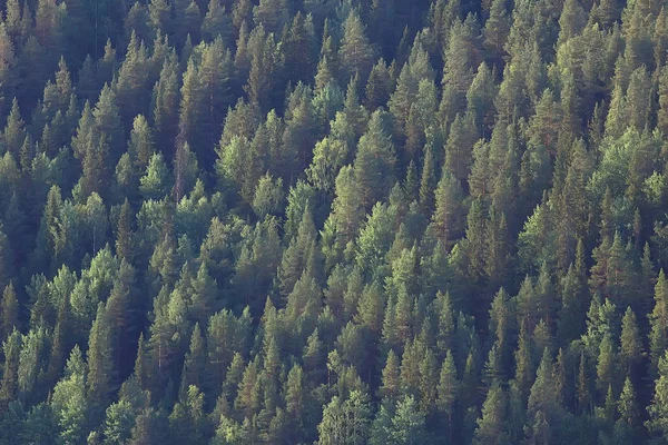 Vista Aérea Floresta Coníferas Taiga Rússia — Fotografia de Stock