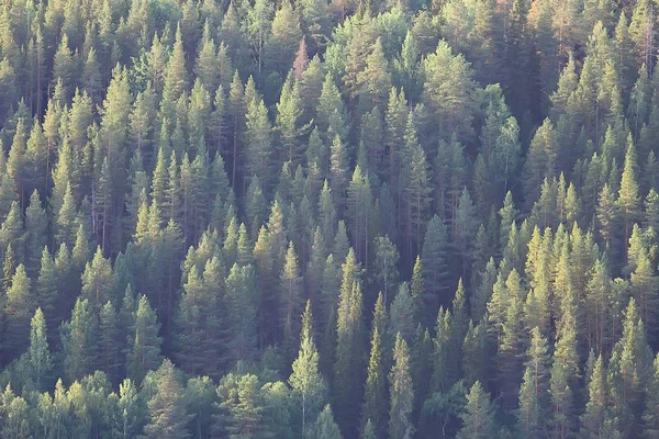 Vista Aérea Floresta Coníferas Taiga Rússia — Fotografia de Stock