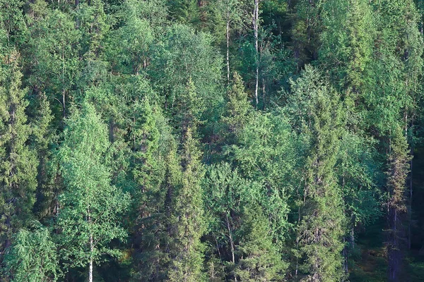 Vista Aérea Floresta Coníferas Taiga Rússia — Fotografia de Stock