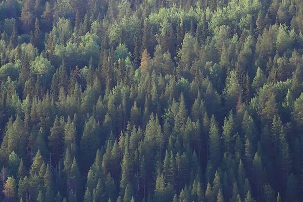 Letecký Pohled Jehličnatých Lesů Tajgy Rusko — Stock fotografie