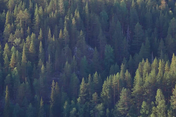 Vista Aérea Floresta Coníferas Taiga Rússia — Fotografia de Stock